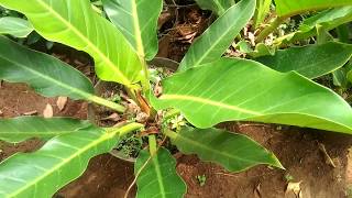 [HD1080p] This Philodendron Moonlight ornamental plant resembles fresh Anthurium in a pot