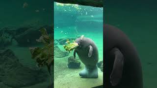 Manatee Eating at ZooTampa