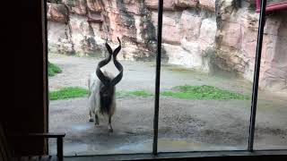 Bang Bang Bang!! Markhor bangs glass at the Columbus Zoo!!