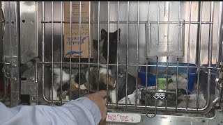 Animal Charity needs critical move to new facility