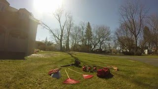 Dismantle of a Black Walnut in Waterford Michigan - Young Masters Tree Service