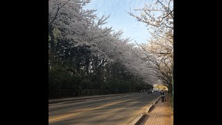 아이들도 잘 걷는 벚꽃 맛집 | 아이와 여행 | 아이와 제주 가볼만한곳 | 아이와 제주여행