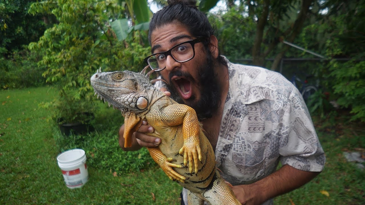 Eating Iguana Catching And Cooking Invasive Green Iguanas In Florida
