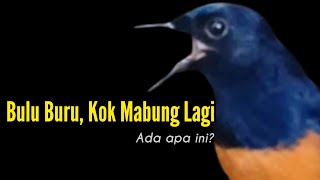 Barusan Selesai Mabung, Kok Mabung Lagi, Kenapa? || Bengkel Murai Batu