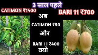 Catimon Mango VS Bari 11 Mango