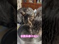 ネコと子ネコとおじさん　水飲み赤ニャン‼️ shorts 猫 猫のいる暮らし cats cat 子猫 kitty