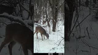 Deer in the Apple Orchard #deeraddiction #deerhunting #shorts