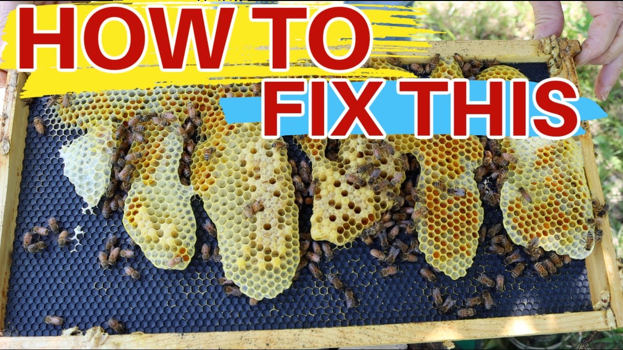 Beekeeping How To Fix Prevent Wonky Comb Youtube