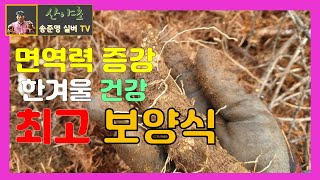 면역력!! 증강!에는 한겨울 자연산 산더덕!! 사포닌 효능! 최고야~!! 산야초 송준영 TV 산야초산행