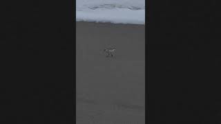 A Sanderling on the beach #shorts #funny #ocean