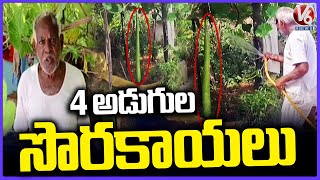 4 Feet Bottle Gourds Attracts Public At Papaiahpet Village | Warangal  | V6 News