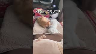 猫から学ぶ世界平和　#世界平和