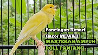 BURUNG KENARI GACOR NGEROL PANJANG JITU, PANCINGAN KENARI AGAR BUNYI JADIKAN BURUNG KENARI GACOR 28