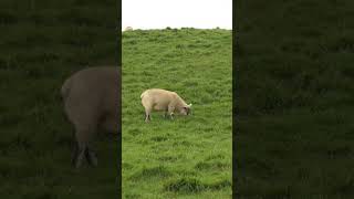 Sheep in Ireland 💓