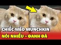 Bé mèo MUNCHKIN ĐANH ĐÁ bị NHỤC NHÃ với trận chiến không hồi kết 😂 | Yêu Lu