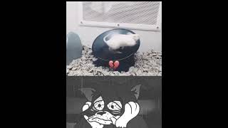 Mouse Life x Sad Tom 😭🥀| #sad #mouse #memes #edit #shorts #fyp #viral #tom #cat #story