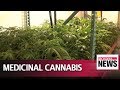 Medicinal cannabis to be legalised in UK