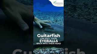 Did you know about Guitarfish? #shorts