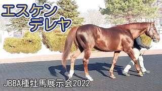 エスケンデレヤ JBBA種牡馬展示会2022