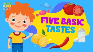 Five Tastes | The Five Basic Tastes | Sense of Taste | Science Lesson for Kids