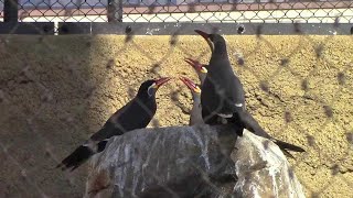 鳴きまくるインカアジサシ（上野動物園）Inca Tern Chirping