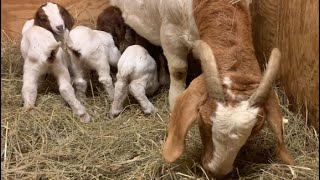 SO…You’re Having 3 Babies! #boer #boergoats #farm #ilovegoats #meatgoats #goats #animals #ffa #4h