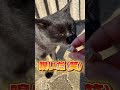 「ハンコと猫散歩move」どうなるの？ cat ねこ 野良猫 猫動画 ネコ