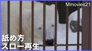 Polar Bears 氷を舐めるホッキョクグマ ララ