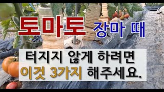 토마토 장마 때 터지지 않게 하려면 이것 3가지 해주세요. #장마 때 토마토 터지지 않는 방법 #토마토 장마 때 관리하기 #토마토 잘 가꾸는 방법.