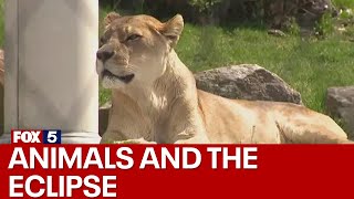 Animals and the eclipse