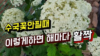 수국꽃이 왜 피지않을까