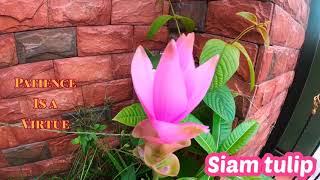 Siam Tulip  (Curcuma alismatifolia)