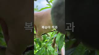 복숭아 적과방법