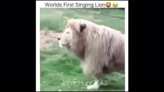 Worlds First Singing Lion Dj Suede remix god