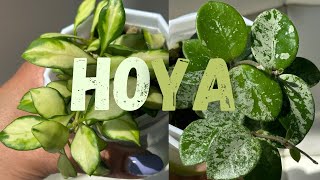 My Entire Hoya Collection| Silvery, Splashy & Variegated Hoya| Over 30 Varieties
