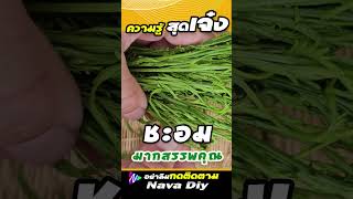 ชะอม อาการนี้ต้องกิน แทบคิดไม่ถึง| Nava DIY