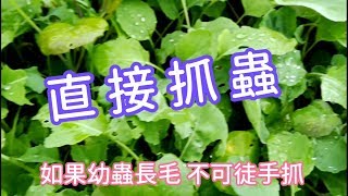 種菜遇到蟲怎麼辦：抓蟲、驅蟲、多樣性栽培