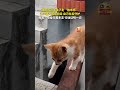 社会百态 猫妈妈训练孩子走“独木桥”，让小猫大胆往前走，自己在后守护。