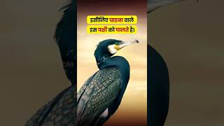 इसीलिए चाइना वाले इस पक्षी को पालते है #shorts #animals #birds #ytshorts