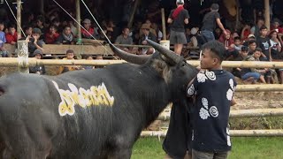 KELAS BERAT WALESI VS KAMPA DURIAN ARENA TEDONG SILAGA TANTANAN BAMBA TALLUNG LIPU