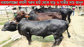 নারায়নগঞ্জের আরাই হাজারের বগাদী হাট থেকে ষাড় ও গাভীর দাম জানুন।।(@safollo tv)