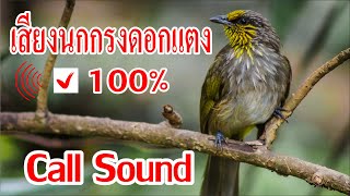 เสียงนกดอกแตงภาคใต้ 100%, Merbah Lekir Gacor Bahanan 100%, Birds Calling Sounds.