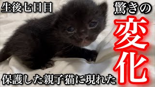 ボロボロの状態で子猫を出産し保護した野良猫の親子に現れた驚きの変化とは…