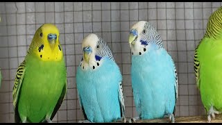 12 Hours of Budgie Serenity: Singing, Playing, and Talking to Relax and Enjoy!