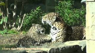 Philadelphia Zoo Jaguars - the Cutest Sight You'll Ever See