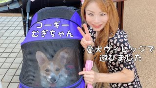 コーギー　むぎちゃん　愛犬ヴィレッジ天王寺店で遊びました（2022年9月27日）