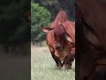 ⭕ Red Brahman Cattle ✅ Biggest Bulls And Cow