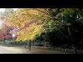 偕楽園公園もみじ谷・2017秋