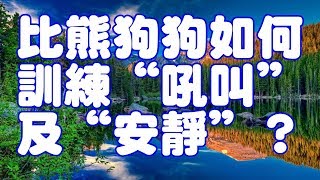 比熊狗狗如何訓練“吼叫”及“安靜”？