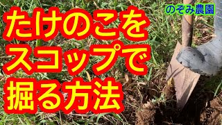 【たけのこ】タケノコをスコップで掘ってみました。コツはいりますが、綺麗に掘れますよ！たけのこほりはやっぱり楽しい！